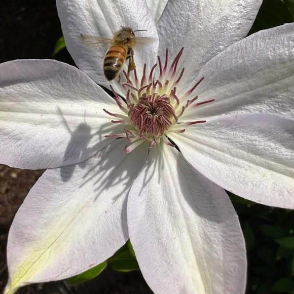 Meet your Posher, Janet - Picture 1 of 1